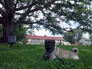 Yoda at Big Tree Park