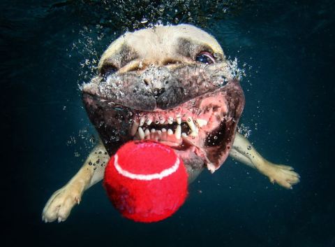 tennis ball dog underwater