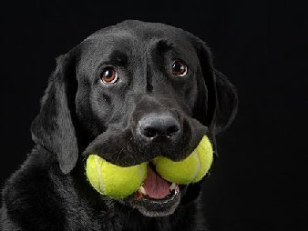 tennis ball dog