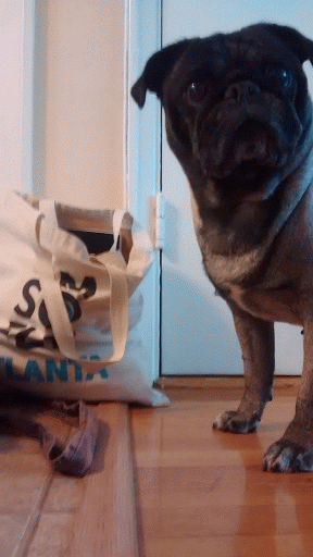 yoda tennis ball motion