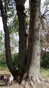 tree park half maple half oak