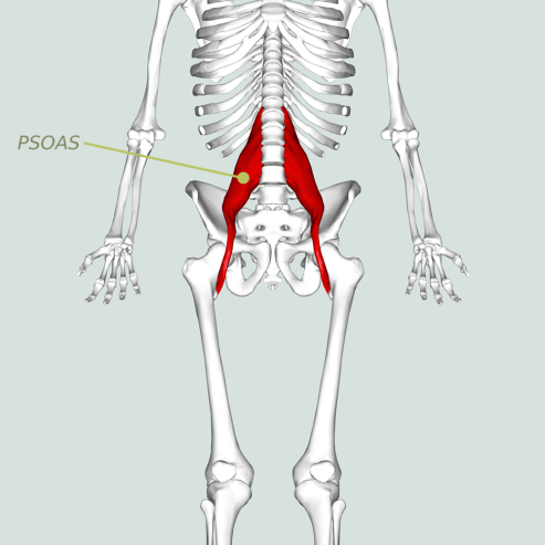 Psoas_major_muscle08-1000.png